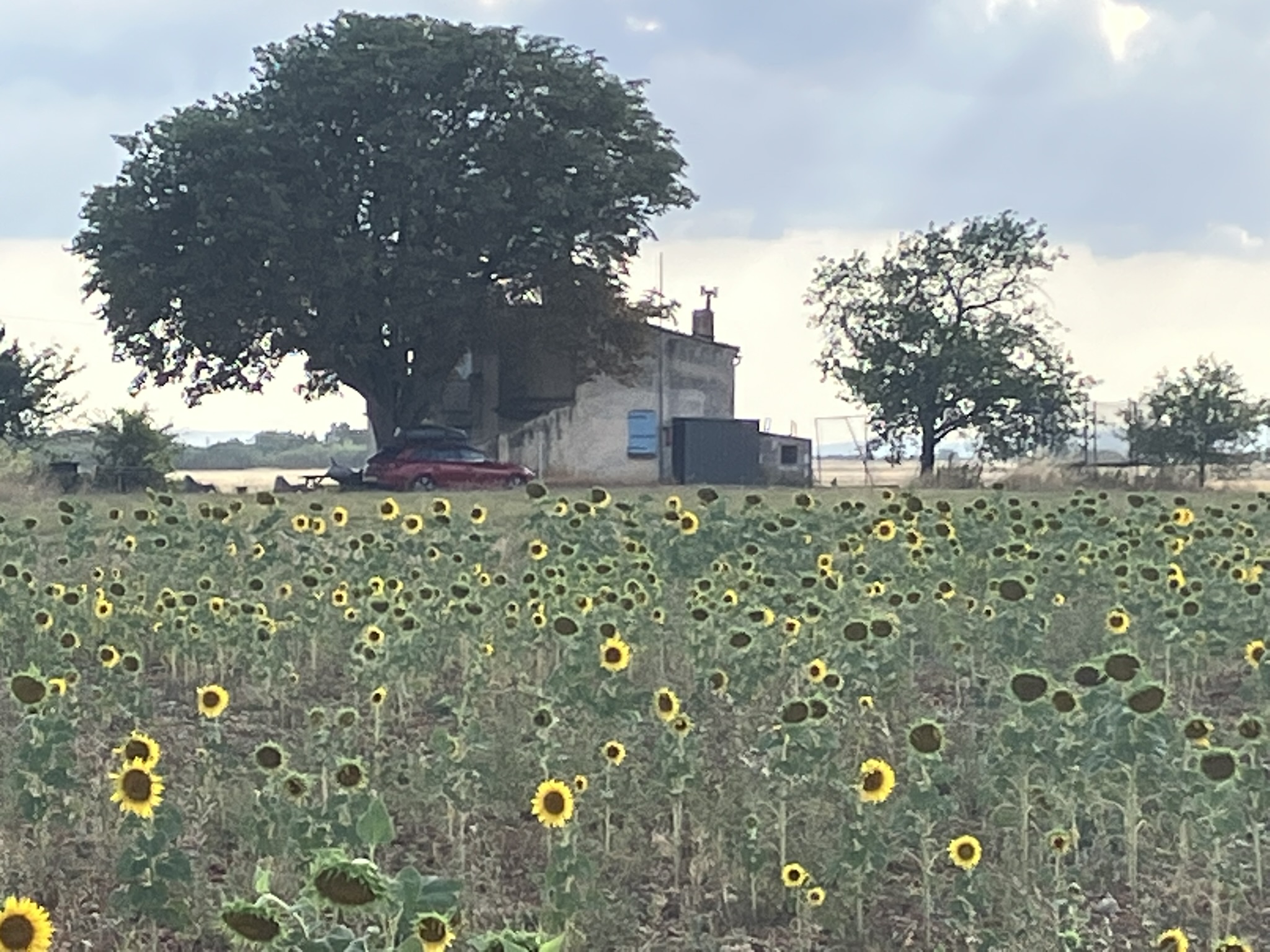 Zicht op huisje met kastanjeboom